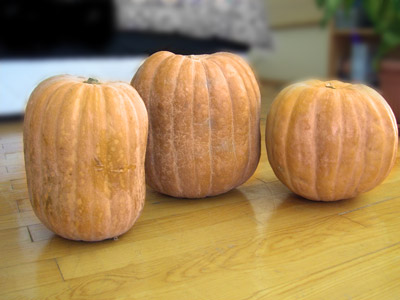 pumpkins