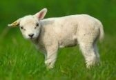 sheepie