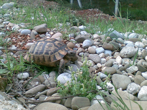 turtle